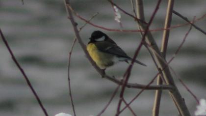 Great Tit