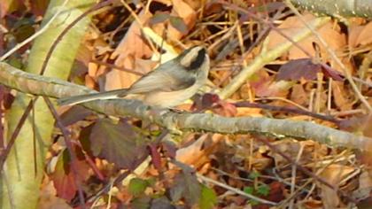 Long-tailed Tit