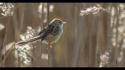 Delicate prinia