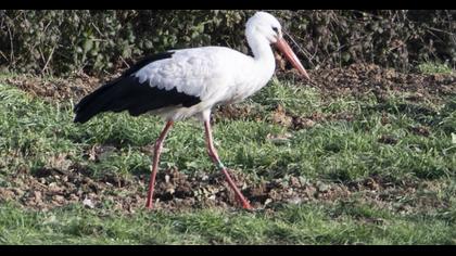 White Stork