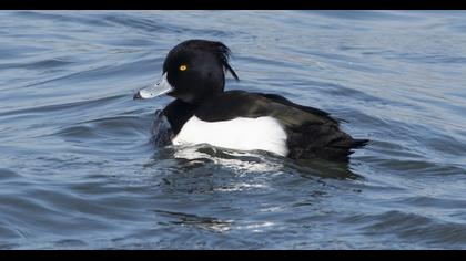 Tufted Duck