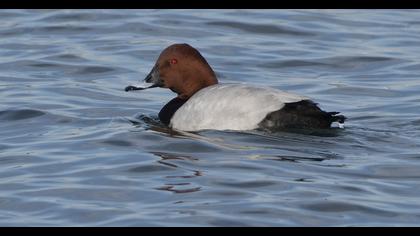 Common Pochard