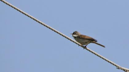 Common Whitethroat