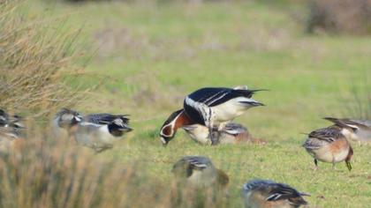 Red-breasted Goose