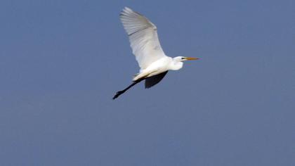 Great Egret