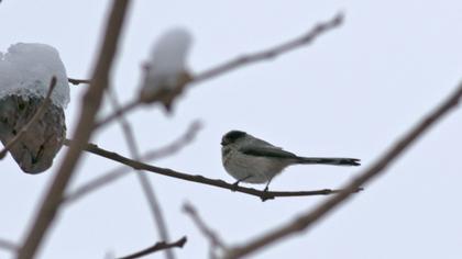 Long-tailed Tit