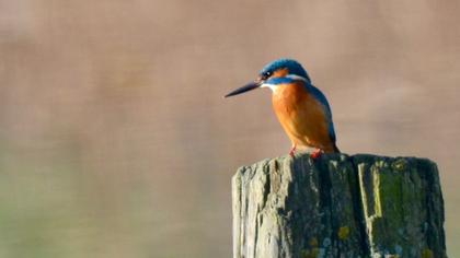 Common Kingfisher