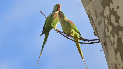 Alexandrine Parakeet