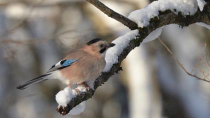 Eurasian Jay