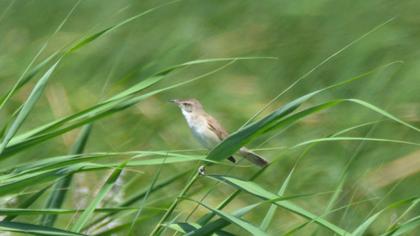 Great Reed Warbler