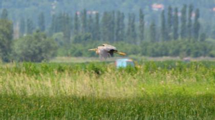 Purple Heron