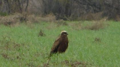 Western Marsh Harrier