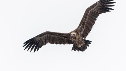 Cinereous Vulture