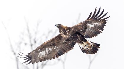 Golden Eagle