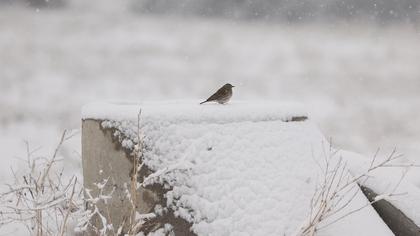 Water Pipit