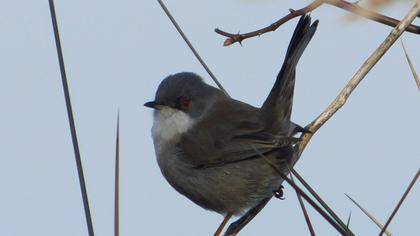 Sardinian Warbler