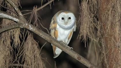 Western Barn Owl