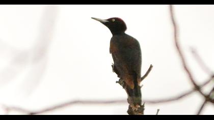 Black Woodpecker