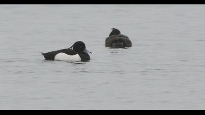 Tufted Duck