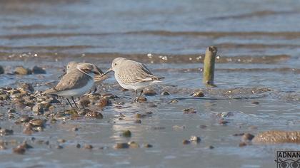 Kentish Plover