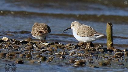 Dunlin