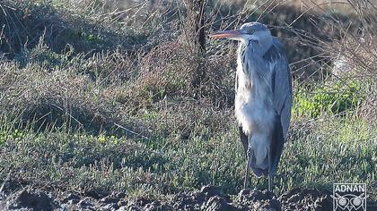 Grey Heron
