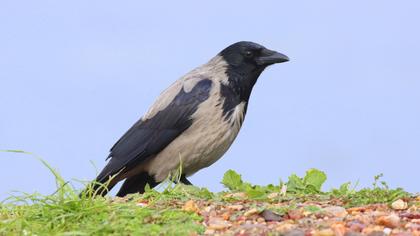 Hooded Crow
