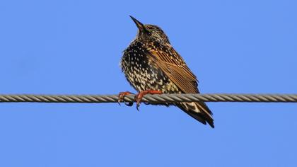 Common Starling