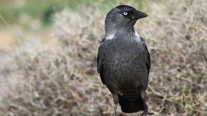 Western Jackdaw
