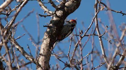 Middle Spotted Woodpecker