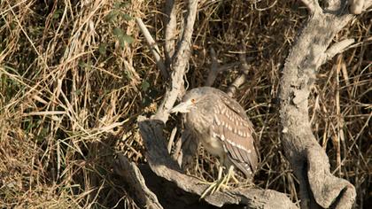 Black-crowned Night Heron