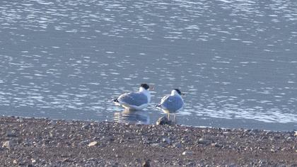 Büyük karabaş martı