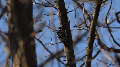 Lesser Spotted Woodpecker