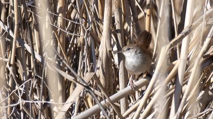 Cetti`s Warbler
