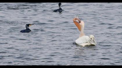 Great White Pelican