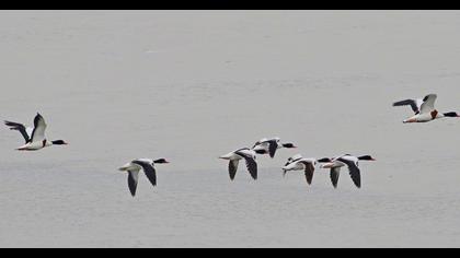 Common Shelduck