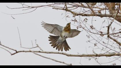 Fieldfare