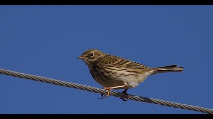 Meadow Pipit