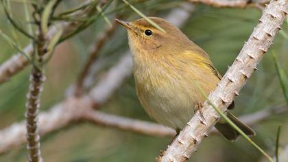 Common Chiffchaff