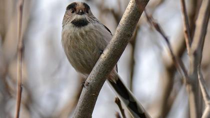 Long-tailed Tit