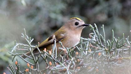 Goldcrest