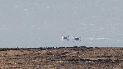 Slender-billed Gull
