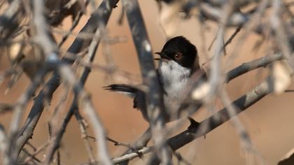 Sardinian Warbler