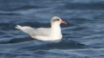 Mediterranean Gull