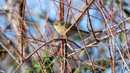 Common Chiffchaff