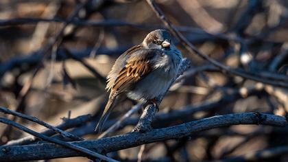 Spanish Sparrow
