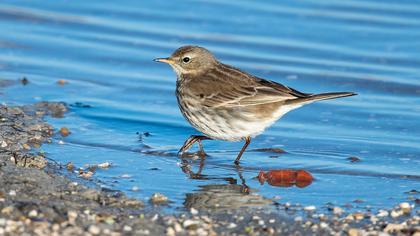Water Pipit