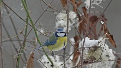 Eurasian Blue Tit