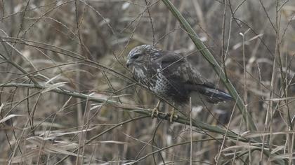 Common Buzzard