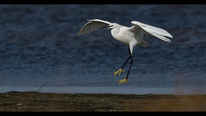 Little Egret
